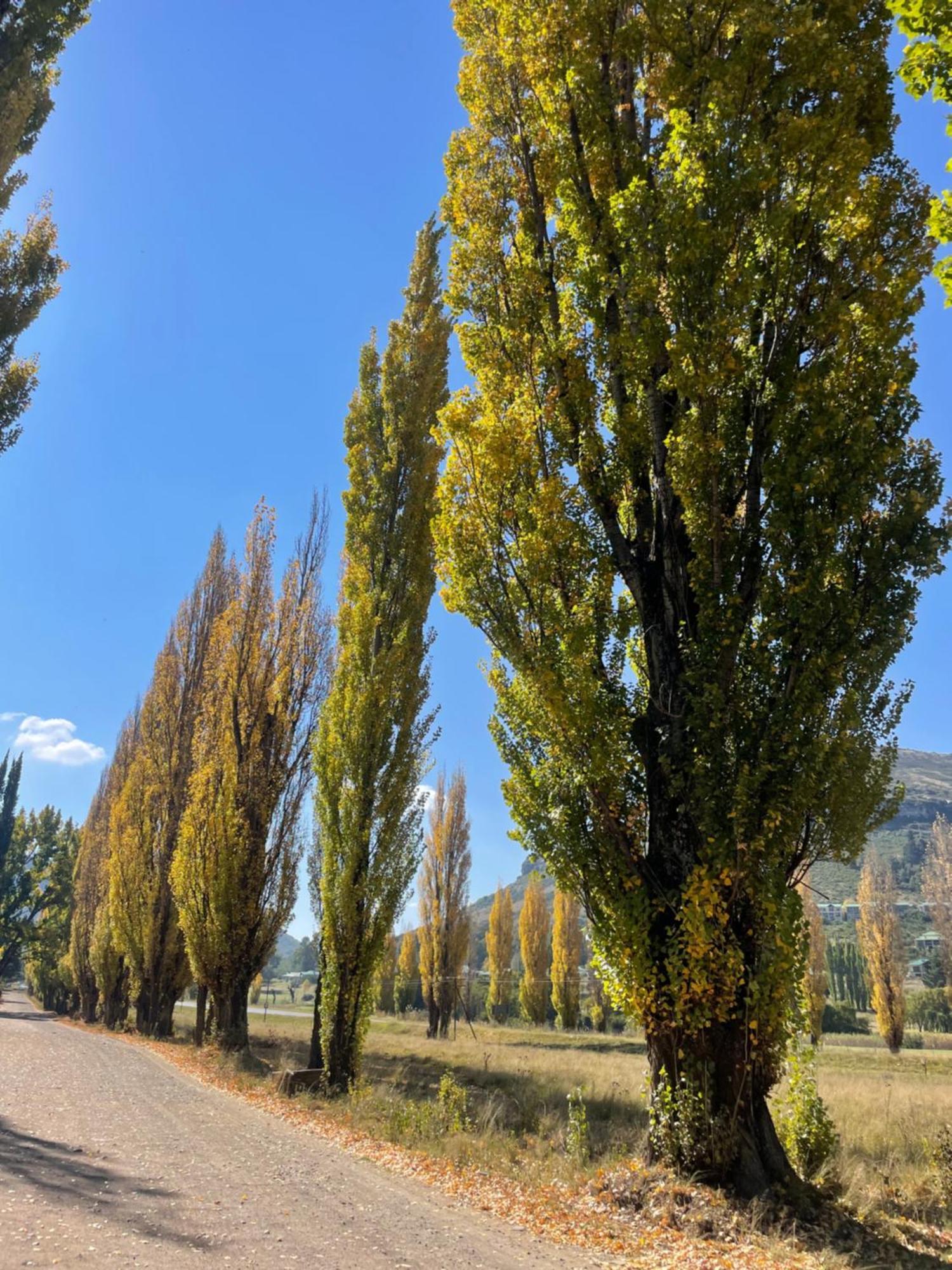 Periwinkle, Grove ,Acorn & Sage Cottages Clarens Exteriör bild